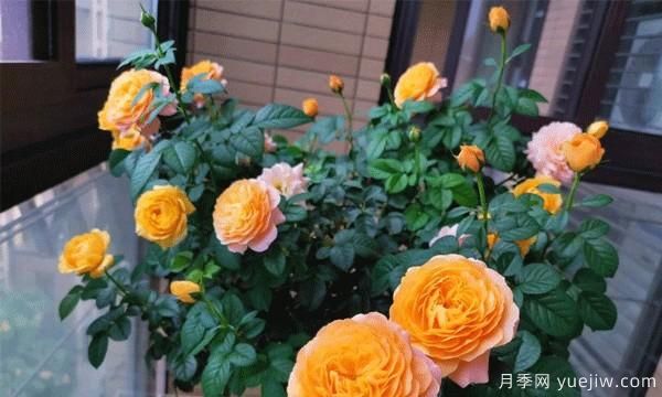 绿植盆栽是家居生活的必备点缀物,藤本月季为你家的阳台流光溢彩(图1) 绿植盆栽是家居生活的必备点缀物,藤本月季为你家的阳台流光溢彩(图1)