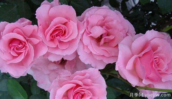 掌握以下六点,树状月季养护不再是难题(图1) 掌握以下六点,树状月季养护不再是难题(图1)