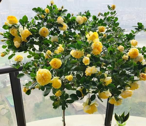 微型月季种植基保养自然环境和保养方式 很种重要,为花友们接触烦恼(图1) 微型月季种植基保养自然环境和保养方式 很种重要,为花友们接触烦恼(图1)