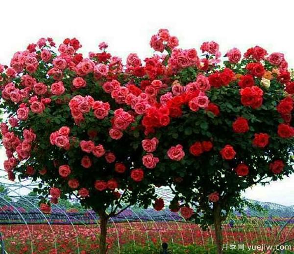 专业月季基地：月季红颈天牛病的防治(图1)