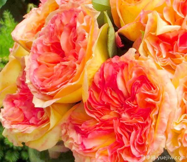 南阳月季基地种植月季时总结会5种月季容易生的病,该如何治理?(图1) 南阳月季基地种植月季时总结会5种月季容易生的病,该如何治理?(图1)