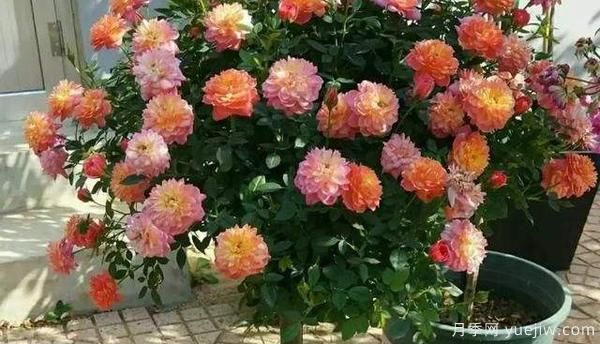 哪样的花盆，可以用来种盆栽月季？(图1)
