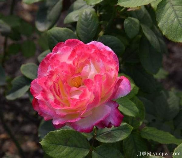 藤本月季修剪技巧简括分哪些?南阳月季来解答(图1) 藤本月季修剪技巧简括分哪些?南阳月季来解答(图1)