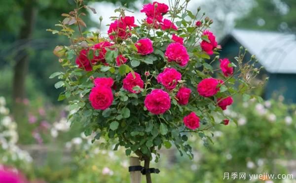 盆栽月季种养,需从以下几个方面维护(图1) 盆栽月季种养,需从以下几个方面维护(图1)