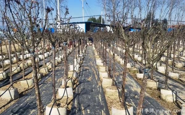 栽种树状月季苗,这三点要注意哦(图1) 栽种树状月季苗,这三点要注意哦(图1)