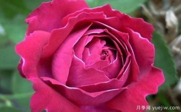 邓县盆栽月季种养有什么要了解的呢?(图1) 邓县盆栽月季种养有什么要了解的呢?(图1)