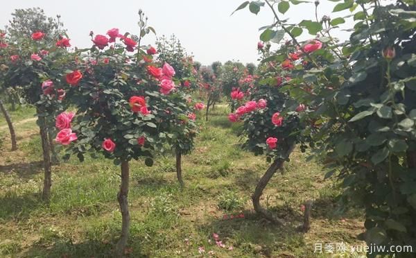 大花高杆月季关于拆杆后,技术方面如何管理的?(图1) 大花高杆月季关于拆杆后,技术方面如何管理的?(图1)