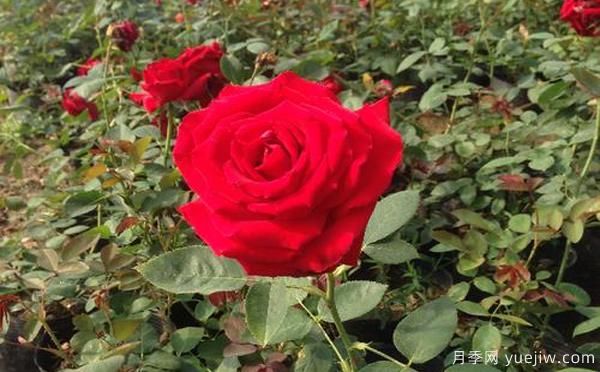 小区中常常用盆栽月季作为装饰和绿化!(图1) 小区中常常用盆栽月季作为装饰和绿化!(图1)