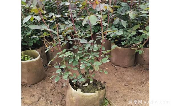 树状月季的繁殖办法,有哪些种类呢?(图1) 树状月季的繁殖办法,有哪些种类呢?(图1)