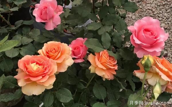 盆栽月季苗选购,在哪个阶段比较好呢?(图1) 盆栽月季苗选购,在哪个阶段比较好呢?(图1)