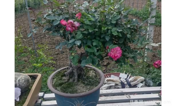 盆栽月季在夏季的管理技术，郑州月季基地分享(图1)