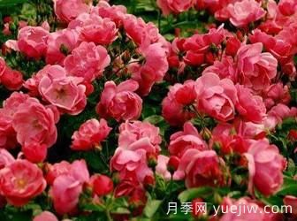 藤本月季你知道怎么养才更漂亮吗？(图1)