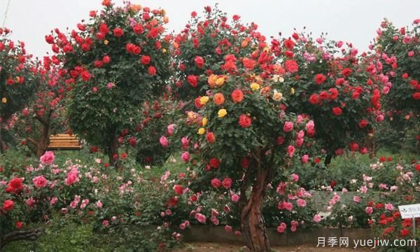 河南月季品种如何选择不容易死?(图1) 河南月季品种如何选择不容易死?(图1)