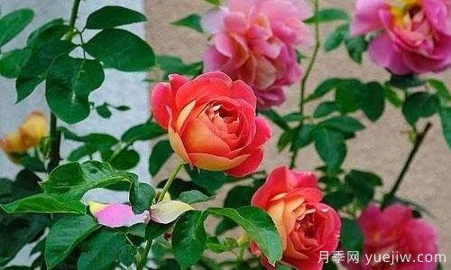 大花月季在日常中，怎么嫁接育苗和管理？(图1)