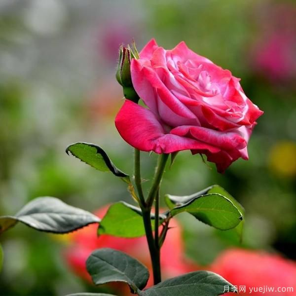 月季人称花中皇后,那么它开花的关键是什么?(图1) 月季人称花中皇后,那么它开花的关键是什么?(图1)