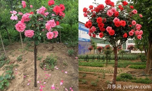 河南树状月季基地提醒,尽量别在网上购月季了(图1) 河南树状月季基地提醒,尽量别在网上购月季了(图1)