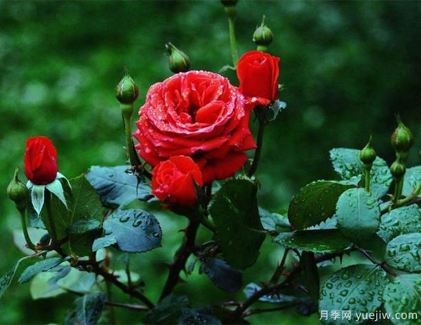 夏季养藤本月季的技巧,花友快来看看吧(图1) 夏季养藤本月季的技巧,花友快来看看吧(图1)