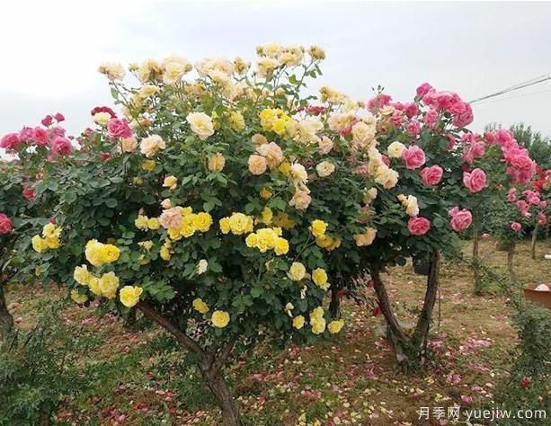 冬季园林绿化带的月季,修剪技巧(图1) 冬季园林绿化带的月季,修剪技巧(图1)