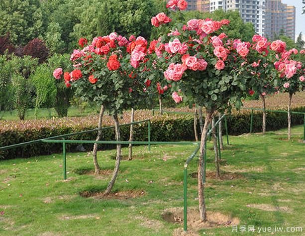 庭院树状月季种养，土壤问题也要选对！(图1)