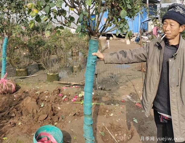 大花月季养根的办法,你知道吗?(图1) 大花月季养根的办法,你知道吗?(图1)