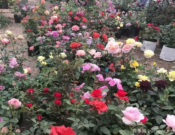 树状月季也比较好养,有什么简单的办法呢?(图1) 树状月季也比较好养,有什么简单的办法呢?(图1)