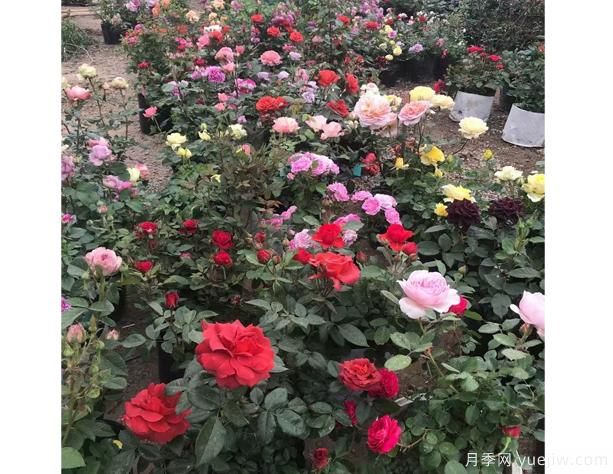 树状大花月季的养育步骤,这几个要点要弄好呦(图1) 树状大花月季的养育步骤,这几个要点要弄好呦(图1)