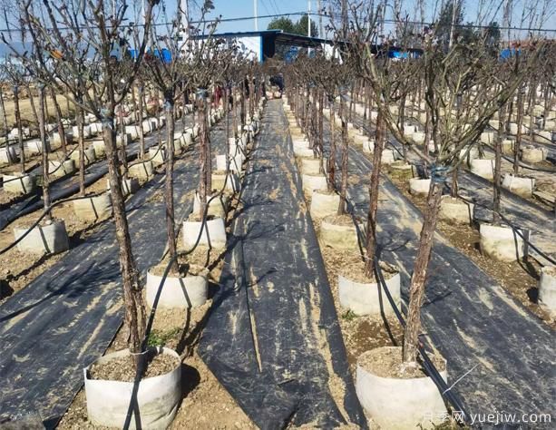 树状月季生长挺好但不开花可能是什么因素?(图1) 树状月季生长挺好但不开花可能是什么因素?(图1)