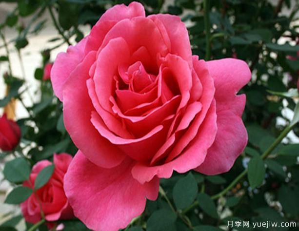 大花月季插杆后的养护步骤，可以来了解下呦(图1)