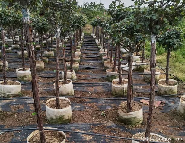 树状月季用的树桩以及砧木品种?南阳月季告诉你(图1) 树状月季用的树桩以及砧木品种?南阳月季告诉你(图1)