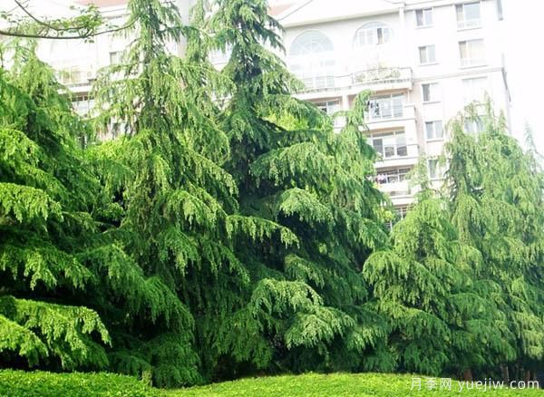雪松为何不适宜种在道路两侧?(图2) 雪松为何不适宜种在道路两侧?(图1)