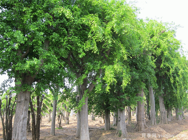 朴树移栽的留意事项有着哪些?(图1) 朴树移栽的留意事项有着哪些?(图1)