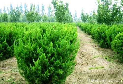 龙柏的嫁接及扦插方法(图1) 龙柏的嫁接及扦插方法(图1)