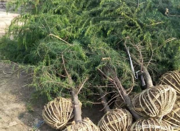 雪松的籽播和扦插繁殖培育技术(图1) 雪松的籽播和扦插繁殖培育技术(图1)