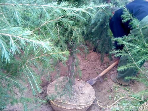 雪松苗木常见根部病害防治指南(图1) 雪松苗木常见根部病害防治指南(图1)