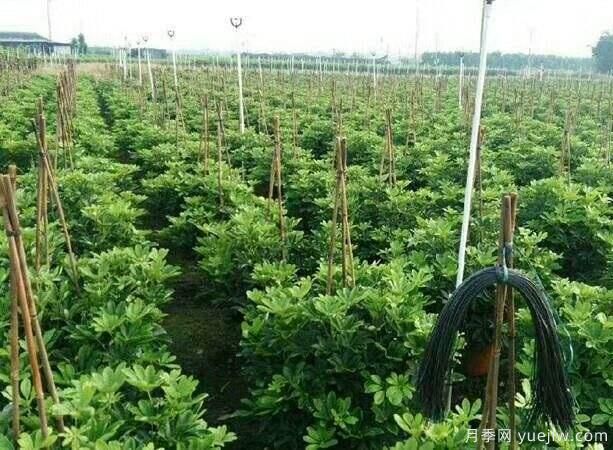 如何防止通气不良对苗木的影响(图1) 如何防止通气不良对苗木的影响(图1)