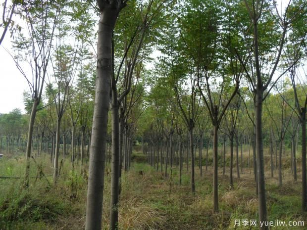 栾树一亩地可以种多少棵?(图1) 栾树一亩地可以种多少棵?(图1)