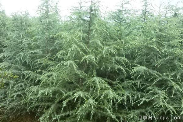 雪松树苗多少钱一棵?雪松哪里价格便宜?(图2) 雪松树苗多少钱一棵?雪松哪里价格便宜?(图2)