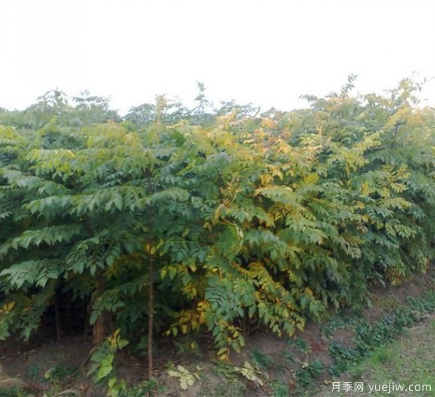 如何选择成活率高的栾树?(图1) 如何选择成活率高的栾树?(图1)