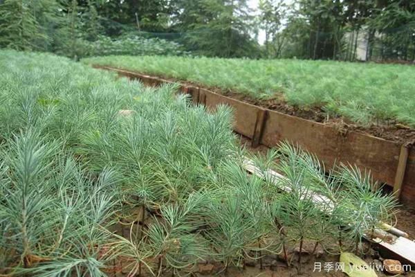 雪松树苗多少钱一棵?雪松哪里价格便宜?(图1) 雪松树苗多少钱一棵?雪松哪里价格便宜?(图1)