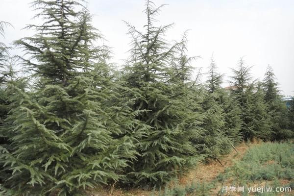 雪松树苗多少钱一棵?雪松哪里价格便宜?(图3) 雪松树苗多少钱一棵?雪松哪里价格便宜?(图3)