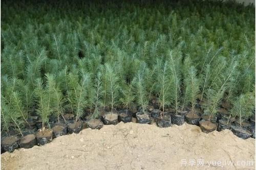 雪松小苗种植要求与注意事项(图1) 雪松小苗种植要求与注意事项(图1)