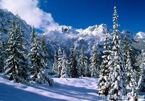 雪松的耐寒能力怎么样?容易冻伤吗?(图1) 雪松的耐寒能力怎么样?容易冻伤吗?(图1)