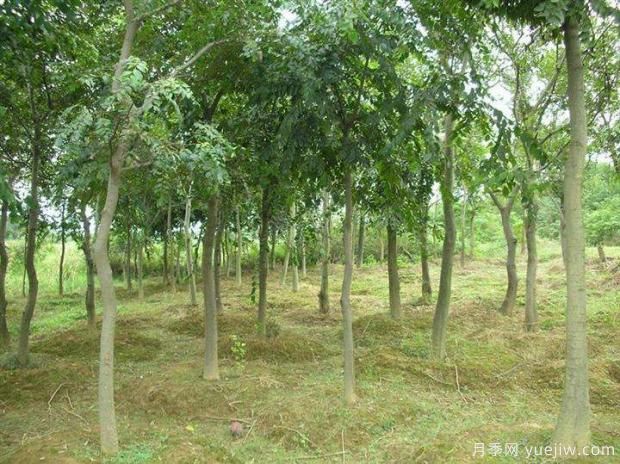 朴树移栽的假死现象该怎么补救?(图1) 朴树移栽的假死现象该怎么补救?(图1)