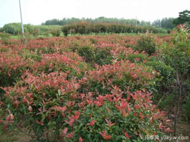 如何对红叶石楠进行施肥?(图1) 如何对红叶石楠进行施肥?(图1)