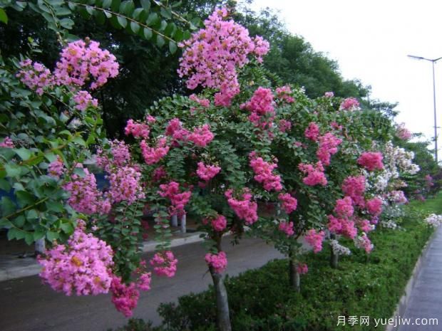 紫薇树什么时候移栽比较好【蕞佳时间,(图1) 紫薇树什么时候移栽比较好?最佳时间(图1)