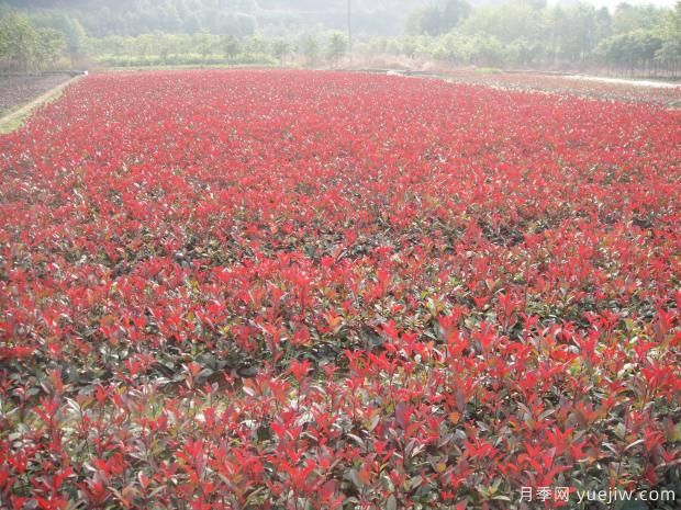 红叶石楠扦插苗的上盆技术(图1) 红叶石楠扦插苗的上盆技术(图1)