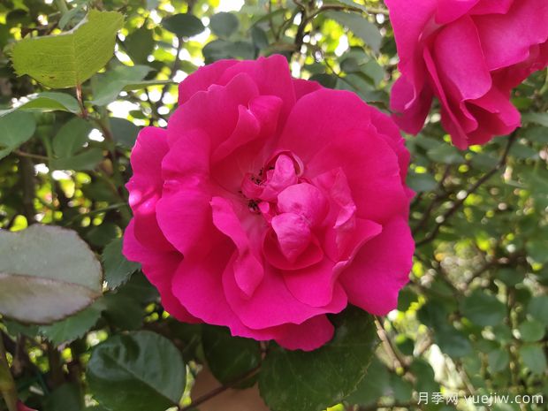 推荐四季都开花的3个藤本月季品种(图2) 推荐四季都开花的3个藤本月季品种(图2)