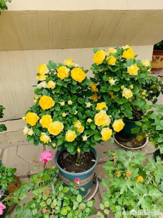 有哪些花友必备的月季花品种可以推荐下？(图19)