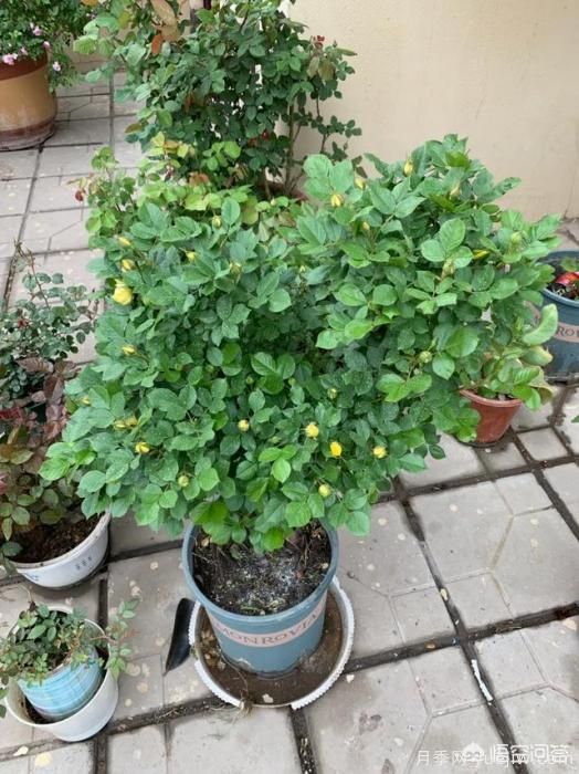 有哪些花友必备的月季花品种可以推荐下？(图21)