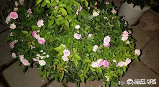 有哪些花友必备的月季花品种可以推荐下？(图27)